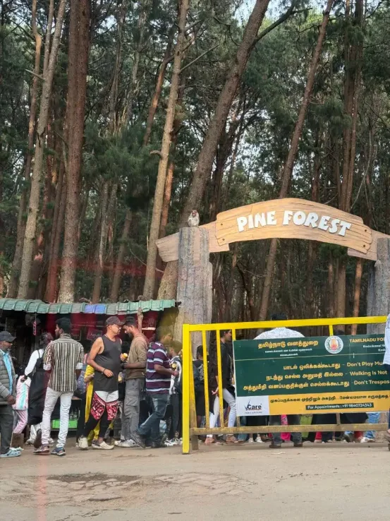 Pine Forest Kodaikanal